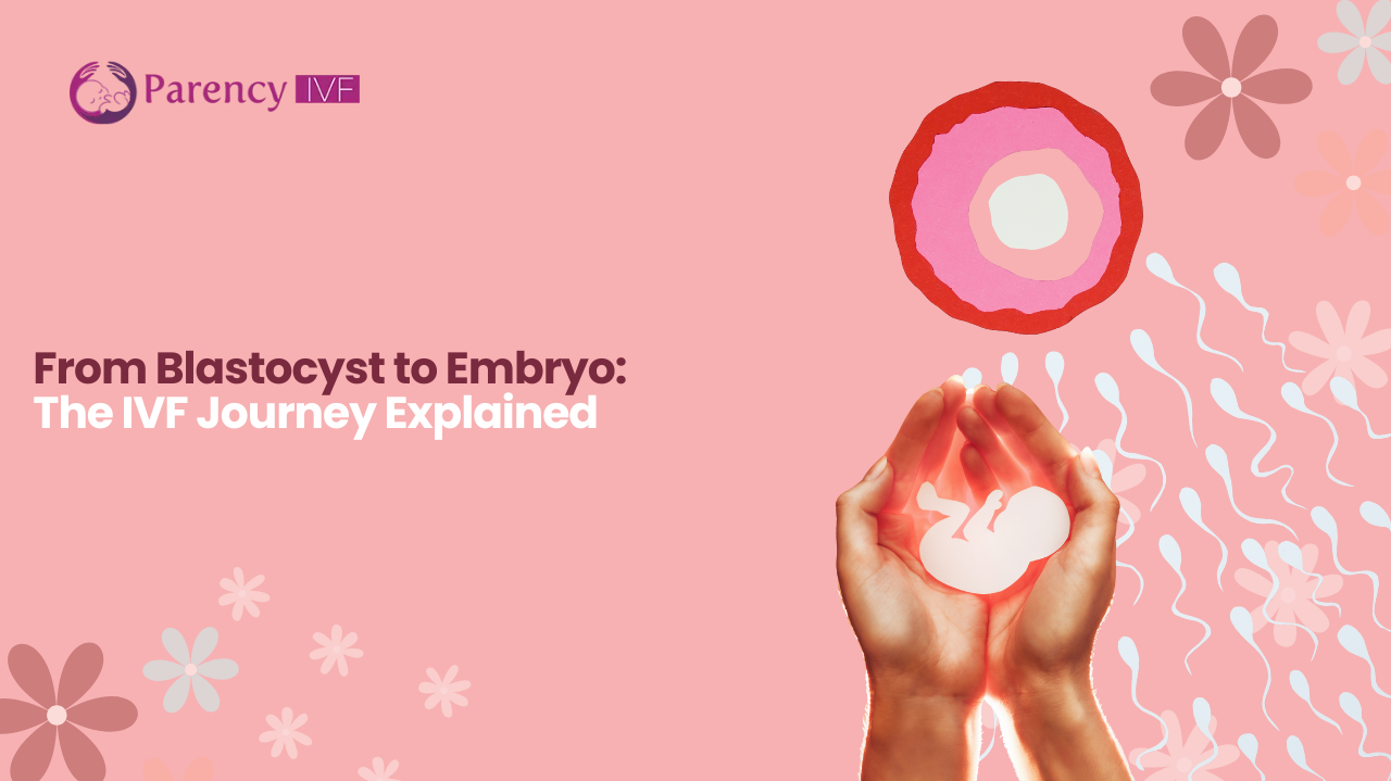 From Blastocyst to Embryo: The IVF Journey Explained