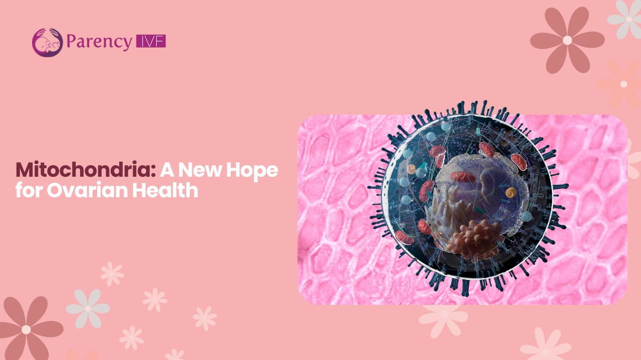 Mitochondria: A New Hope for Ovarian Health